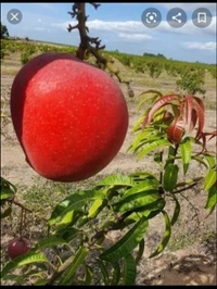 miyazaki mango plant 