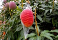 miyazaki mango plant 
