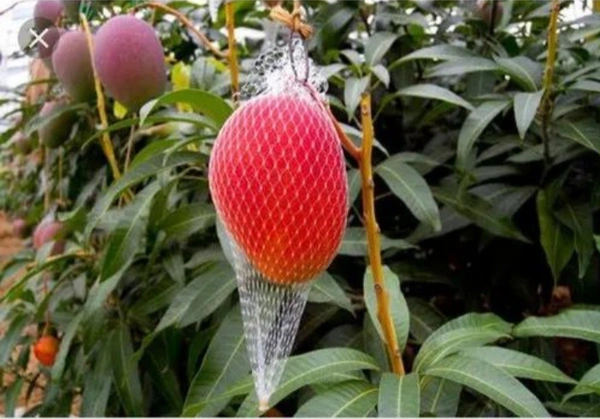 miyazaki mango plant 