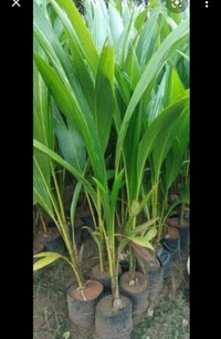 Coconut Plan নারিকেল চারা গাছ