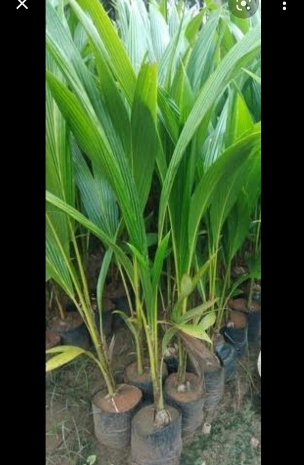 Coconut Plan নারিকেল চারা গাছ