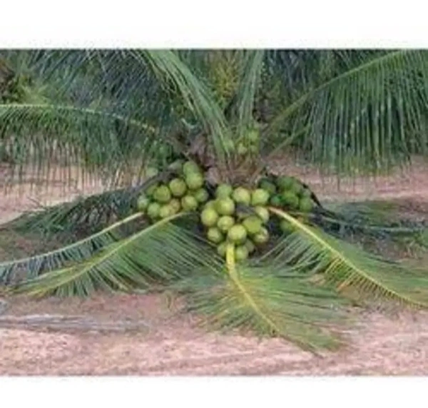 Malaysian Drop Coconut Plan মালয়েশিয়ান নারিকেল চারা