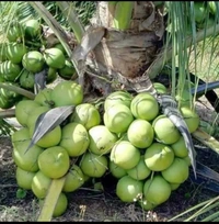 Malaysian Drop Coconut Plan মালয়েশিয়ান নারিকেল চারা