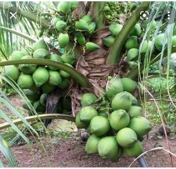 Malaysian Drop Coconut Plan মালয়েশিয়ান নারিকেল চারা