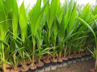 Malaysian Drop Coconut Plan মালয়েশিয়ান নারিকেল চারা