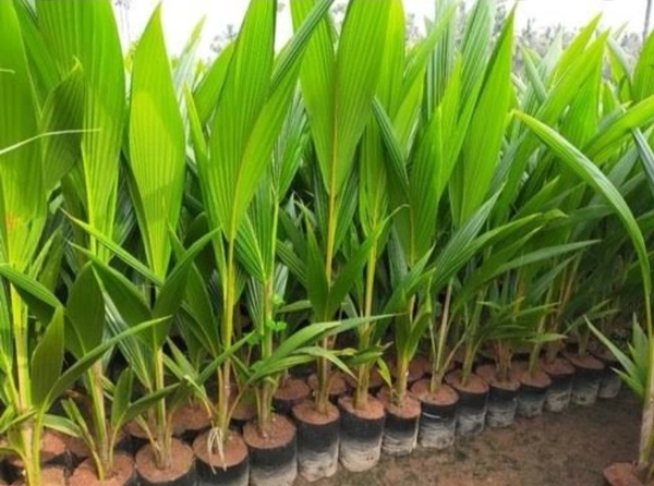 Malaysian Drop Coconut Plan মালয়েশিয়ান নারিকেল চারা
