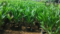 Malaysian Drop Coconut Plan মালয়েশিয়ান নারিকেল চারা