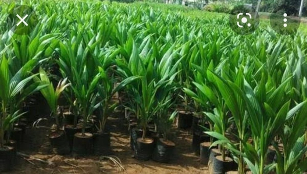 Malaysian Drop Coconut Plan মালয়েশিয়ান নারিকেল চারা