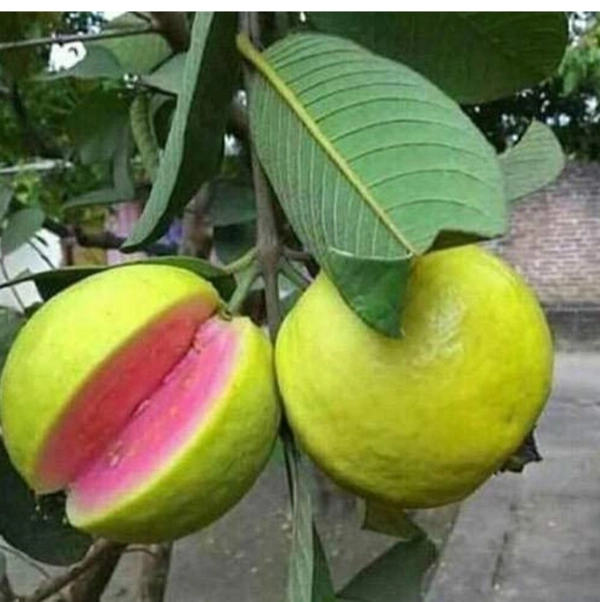 Thai Pink Pyara Fruit Plant থাই ভ্যারাইটিস পিং পিয়ারা
