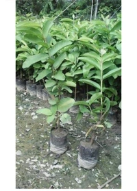 Thai Pink Pyara Fruit Plant থাই ভ্যারাইটিস পিং পিয়ারা
