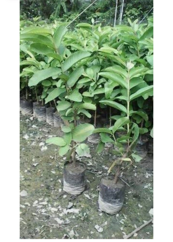 Thai Pink Pyara Fruit Plant থাই ভ্যারাইটিস পিং পিয়ারা