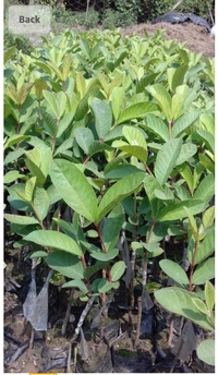 Thai Pink Pyara Fruit Plant থাই ভ্যারাইটিস পিং পিয়ারা