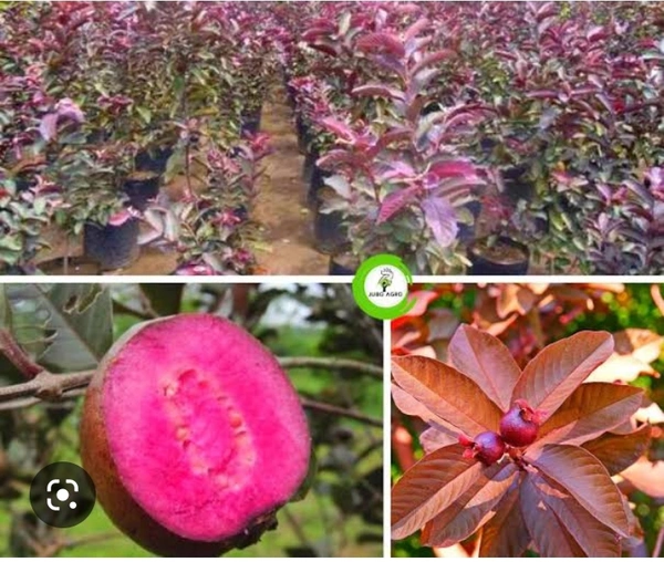 Guava Red Fruit Plant লাল পেয়ারা চারা  গাছ