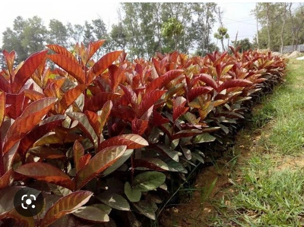 Guava Red Fruit Plant লাল পেয়ারা চারা  গাছ