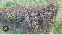 Guava Red Fruit Plant লাল পেয়ারা চারা  গাছ