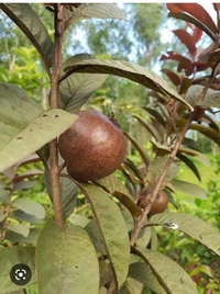 Guava Red Fruit Plant লাল পেয়ারা চারা  গাছ
