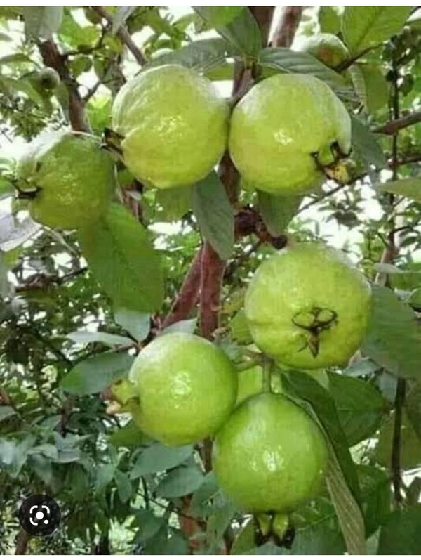 Guava Fruit Plant  পেয়ারা চারা  গাছ