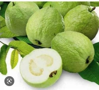 Guava Fruit Plant  পেয়ারা চারা  গাছ