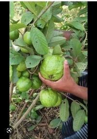 Guava Fruit Plant  পেয়ারা চারা  গাছ
