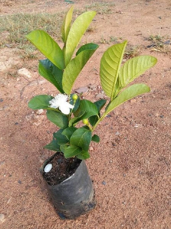 Guava Fruit Plant  পেয়ারা চারা  গাছ