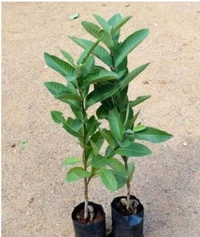 Guava Fruit Plant  পেয়ারা চারা  গাছ