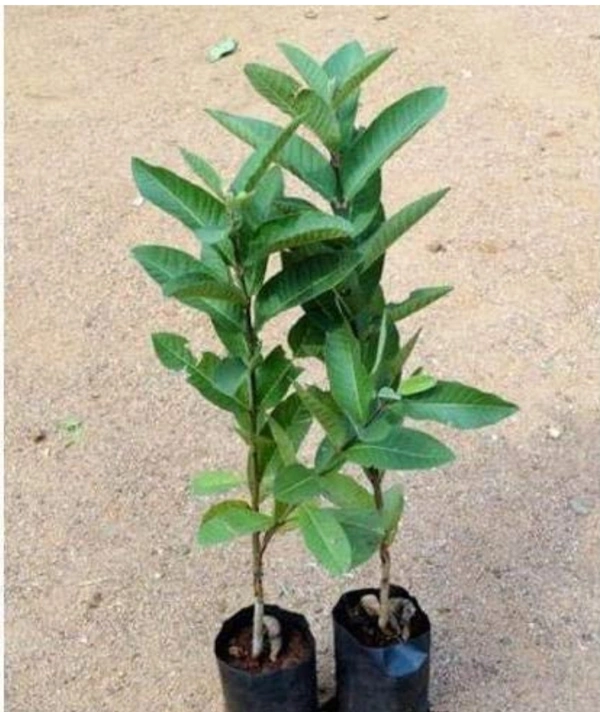 Guava Fruit Plant  পেয়ারা চারা  গাছ