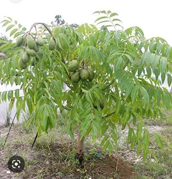 All Time Ambarella Fruit Plant ( বারো মাসের বেলাতে আমরা চারা গাছ 