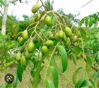All Time Ambarella Fruit Plant ( বারো মাসের বেলাতে আমরা চারা গাছ 