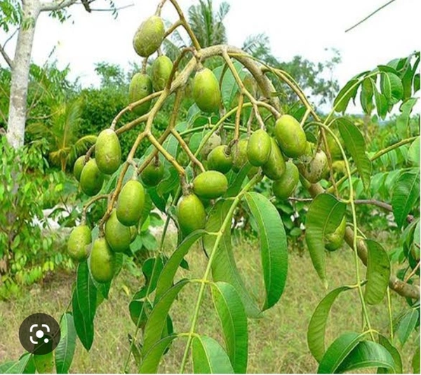All Time Ambarella Fruit Plant ( বারো মাসের বেলাতে আমরা চারা গাছ 
