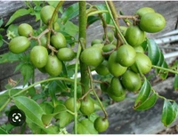 All Time Ambarella Fruit Plant ( বারো মাসের বেলাতে আমরা চারা গাছ 