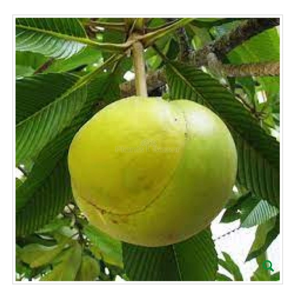 All Time chalta fruit Plant ১২ মাসের চালতা চারা গাছ