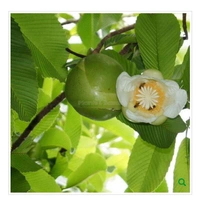 All Time chalta fruit Plant ১২ মাসের চালতা চারা গাছ