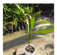 All Time chalta fruit Plant ১২ মাসের চালতা চারা গাছ