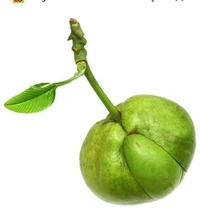 All Time chalta fruit Plant ১২ মাসের চালতা চারা গাছ