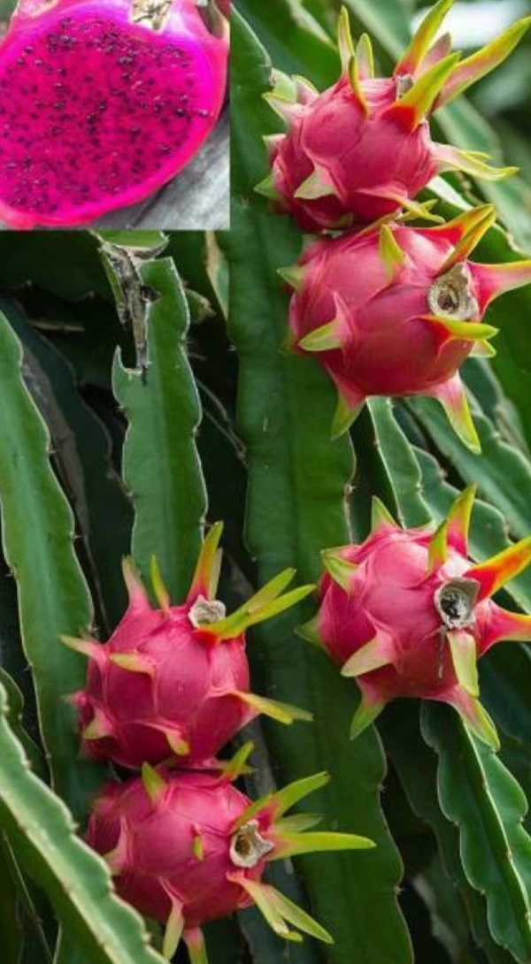 Dragon Fruit  Plant  ড্রাগন ফ্রুট চারা গাছ - Red
