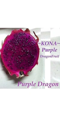Dragon Fruit  Plant  ড্রাগন ফ্রুট চারা গাছ - Red