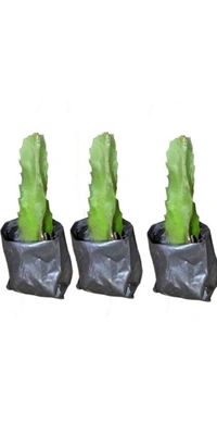 Dragon Fruit  Plant  ড্রাগন ফ্রুট চারা গাছ - Red