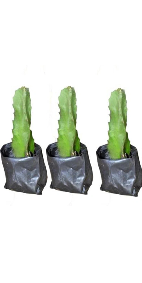 Dragon Fruit  Plant  ড্রাগন ফ্রুট চারা গাছ - Red