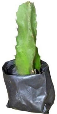 Dragon Fruit  Plant  ড্রাগন ফ্রুট চারা গাছ - Red