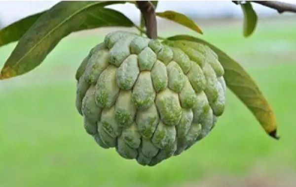 Custard Apple Fruit Plant আতা ফল চারা গাছ