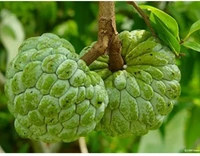 Custard Apple Fruit Plant আতা ফল চারা গাছ