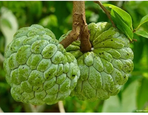 Custard Apple Fruit Plant আতা ফল চারা গাছ