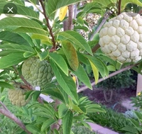 Custard Apple Fruit Plant আতা ফল চারা গাছ