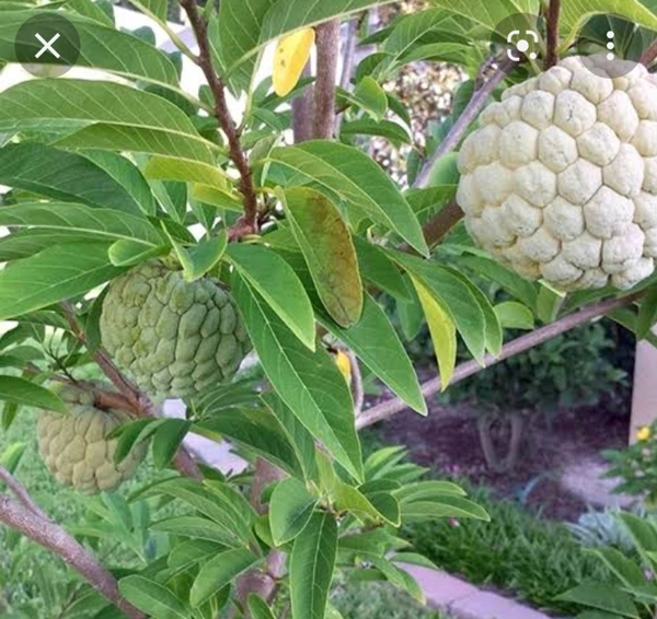 Custard Apple Fruit Plant আতা ফল চারা গাছ