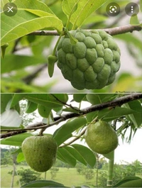 Custard Apple Fruit Plant আতা ফল চারা গাছ