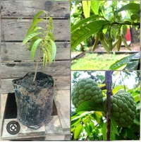 Custard Apple Fruit Plant আতা ফল চারা গাছ