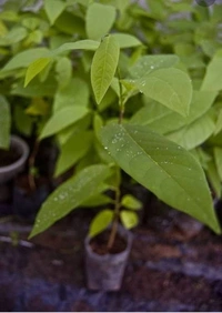 Custard Apple Fruit Plant আতা ফল চারা গাছ