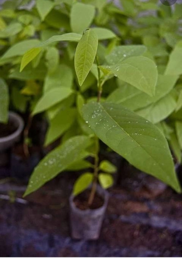 Custard Apple Fruit Plant আতা ফল চারা গাছ