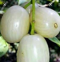 White Jamun Fruit Plant সাদা জাম চারা গাছ