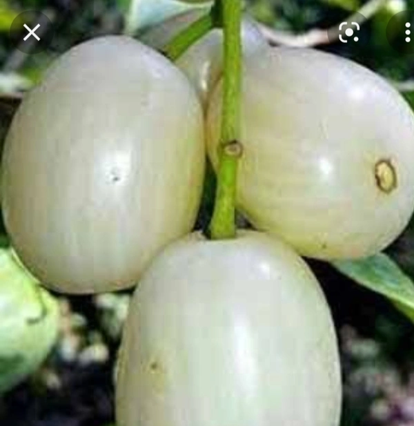 White Jamun Fruit Plant সাদা জাম চারা গাছ